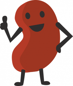 Kidney Clipart Free | Free download best Kidney Clipart Free on ...