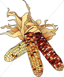 Dried Corn Colorful Clipart | Harvest Day Clipart