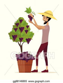 Vector Illustration - Man picking grape during wine harvest ...