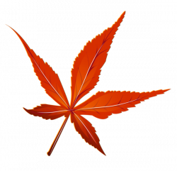 Transparent Red Leaf Picture | CLIPART, PNG... | Pinterest | Red ...