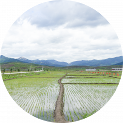 North Korean Rice Harvesting Service Tour - Krahun | Budget Tour