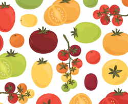 Tomato Clipart, Fruit Clipart, Vegetable Clipart, Harvest Clipart,  Gardening Clipart, Summer Clipart, Food Clipart, Commercial Use