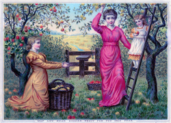 Victorian Graphic - Apple Harvest - The Graphics Fairy