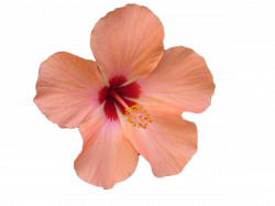 Flower Hibiscus Stock photography stock.xchng Clip art - Pink ...