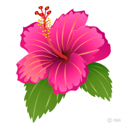 Pink Hibiscus Clipart Free Picture｜Illustoon