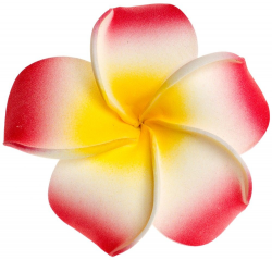 Plumeria Flower Clipart - ClipArt Best | Hawaiian Flowers ...