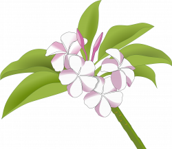Hawaiian Clipart Plumeria Hawaii - Frangipani , Transparent ...
