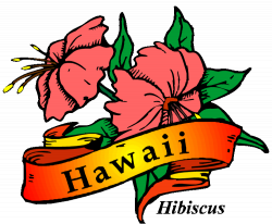 28+ Collection of Hawaiian State Flower Clipart | High quality, free ...