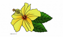 Yellow Flower Png Banner Hawaii - Hawaiian Clipart Free PNG ...