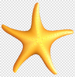 Starfish , Beach Starfish , brown starfish illustration ...