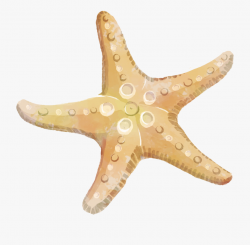 Starfish Clipart - Star Fish Clip Art Free #334030 - Free ...