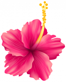 15 Hawaiian flowers png for free download on mbtskoudsalg