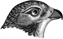 Red tailed hawk clipart 2 – Gclipart.com