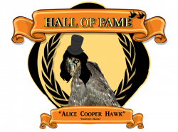 Alice Cooper Hawk | Safe Haven Bird Removal and Relocation