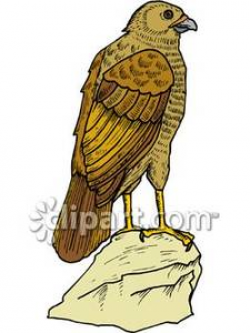 A Hawk on a Rock - Royalty Free Clipart Picture