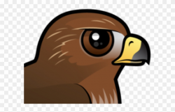 Red Tailed Hawk Clipart Golden Hawk - Red-tailed Hawk, HD ...