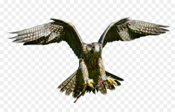 Eagle Bird clipart - Bird, Eagle, Animal, transparent clip art