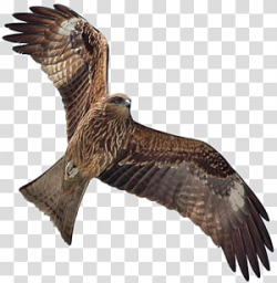 Hawk transparent background PNG cliparts free download ...