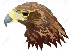 Free Harris Hawk Clipart, Download Free Clip Art on Owips.com