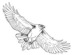 Free Flying Hawk Cliparts, Download Free Clip Art, Free Clip ...
