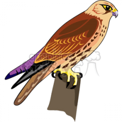 Hawk on perched on a fence post clipart. Royalty-free clipart # 130456