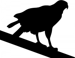 Download perched hawk silhouette clipart Bird Hawk Clip art