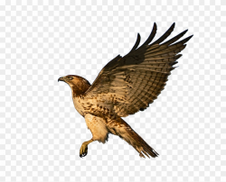 Hawk, Flight, Raptor, Bird Of Prey, Fly, Feather - Red ...