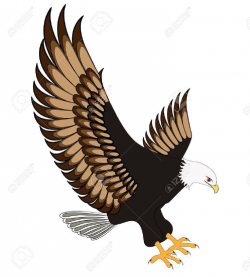 Red Tailed Hawk Clipart | Free download best Red Tailed Hawk ...