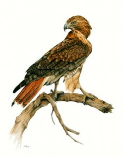 Red tailed hawk clipart art pencil and inlor red hawk ...