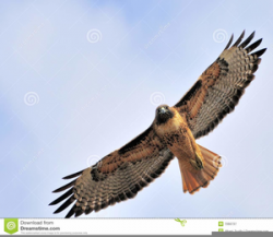 Red Tail Hawk Clipart | Free Images at Clker.com - vector ...