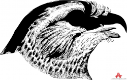 Hawk clipart stencil art free design download - WikiClipArt