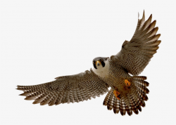 Hawk Clipart Png - Falcon Png PNG Image | Transparent PNG ...