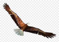 Png Library Library Eagle In Flight Transparent Png - Eagle ...