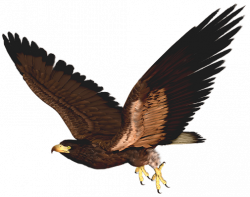 28+ Collection of Hawk Clipart | High quality, free cliparts ...