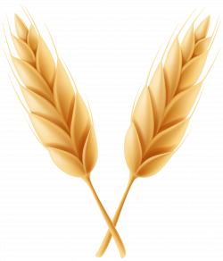 Wheat Clipart Feather High Resolution Frames Illustrations ...