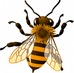 Honey Clipart at GetDrawings.com | Free for personal use Honey ...