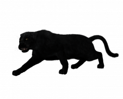 Black Panther Full Body transparent PNG - StickPNG