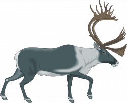 Caribou Clipart at GetDrawings.com | Free for personal use Caribou ...