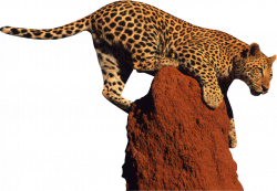 Clipart Leopard Face. Fabulous X Cheetah Clip Art With Clipart ...