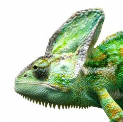 Iguana Face PNG Image - PngPix