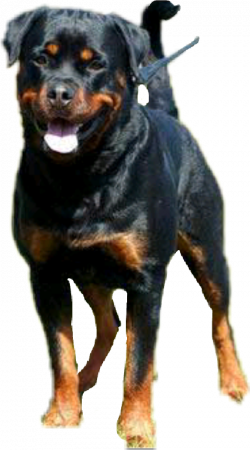 Popular and Trending rottweiler Stickers on PicsArt