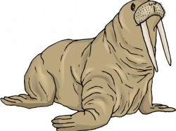 Walrus Pictures Free Download Clip Art - carwad.net