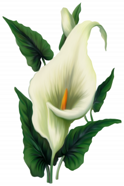 Calla Lily PNG Picture | Gallery Yopriceville - High-Quality Images ...