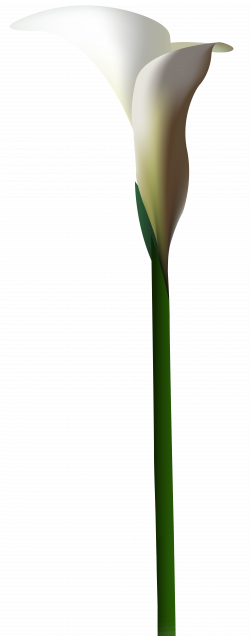 Calla Lily Flower PNG Clip Art Image | Gallery Yopriceville - High ...