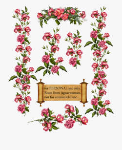 Climbing Rose Clip Art #118851 - Free Cliparts on ClipartWiki