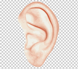 Ear Anatomy Inner Ear Hearing PNG, Clipart, Anatomy, Chin ...