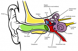 Hearing and Vestibular Sensation | Biology for Majors II