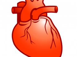 Real Heart Clipart - Best Clipart For Pro User :* •