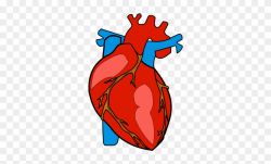 Human Body Heart Anatomy Organ - Human Heart Clipart, HD Png ...