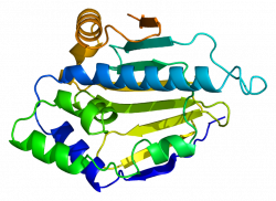 Heat shock protein 90kDa alpha (cytosolic), member A1 - Wikipedia